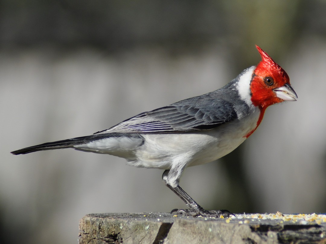 Red-crested Cardinal - ML646197742