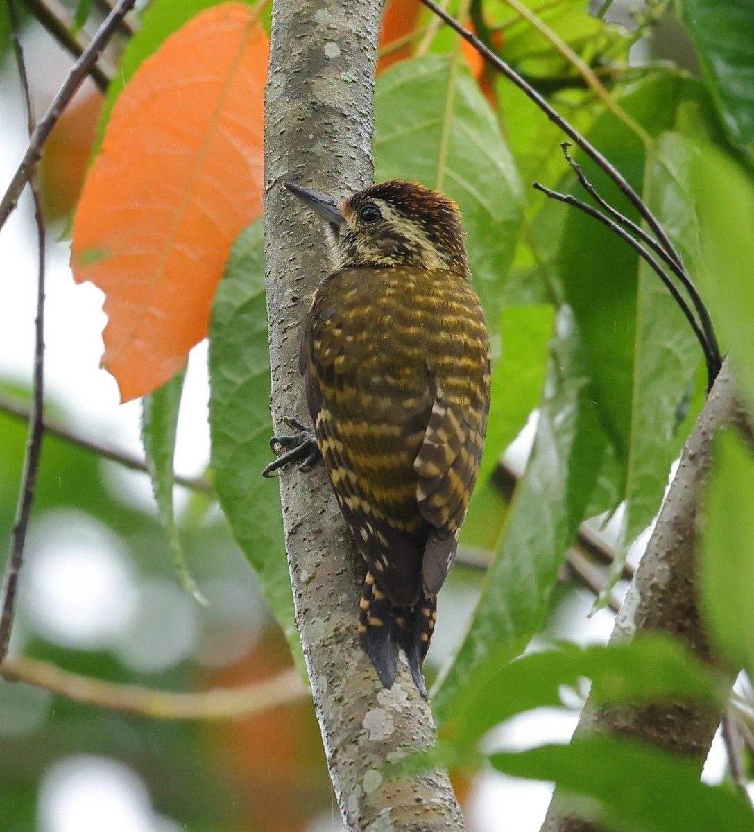 White-spotted Woodpecker - ML646197749