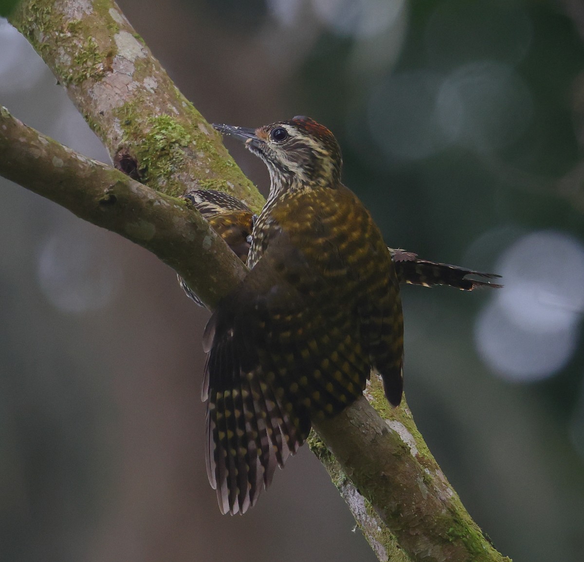 White-spotted Woodpecker - ML646197751