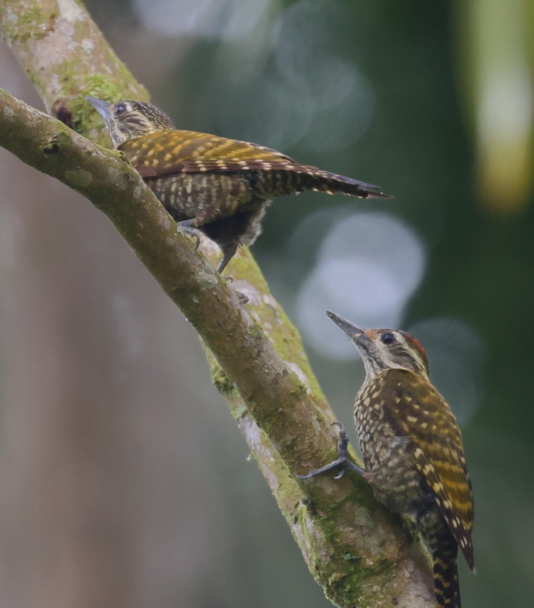 White-spotted Woodpecker - ML646197752