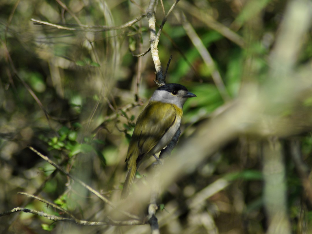 Green-backed Becard (Green-backed) - ML646197756