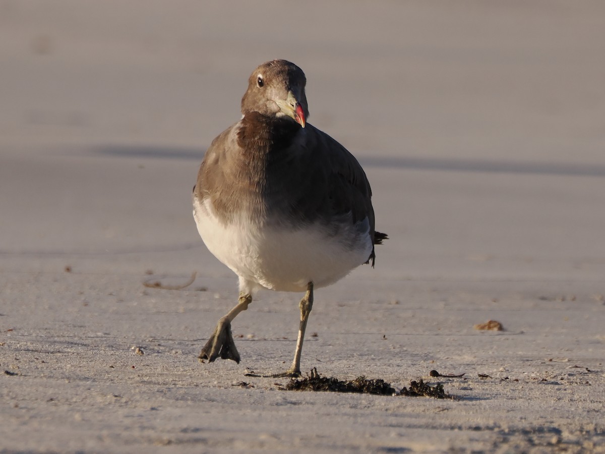 Sooty Gull - ML646197757