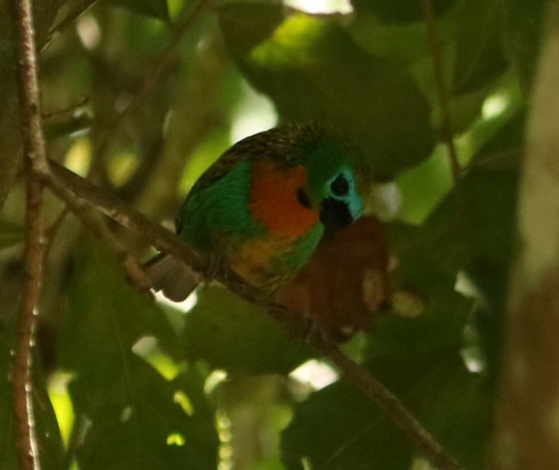Brassy-breasted Tanager - ML646197759