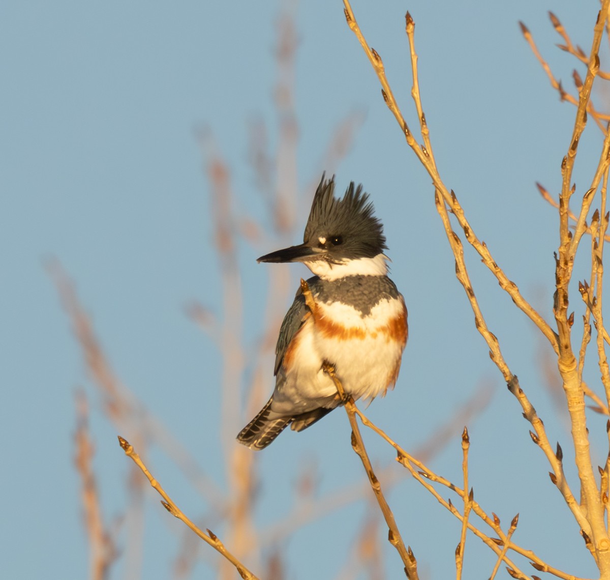 Belted Kingfisher - ML646197761