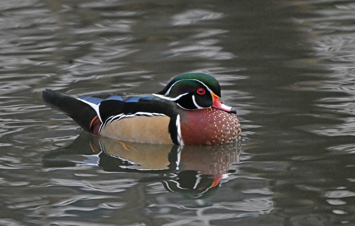 アメリカオシ - ML646197763