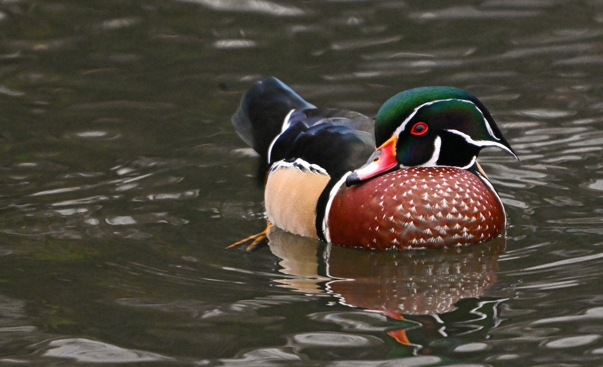 アメリカオシ - ML646197765