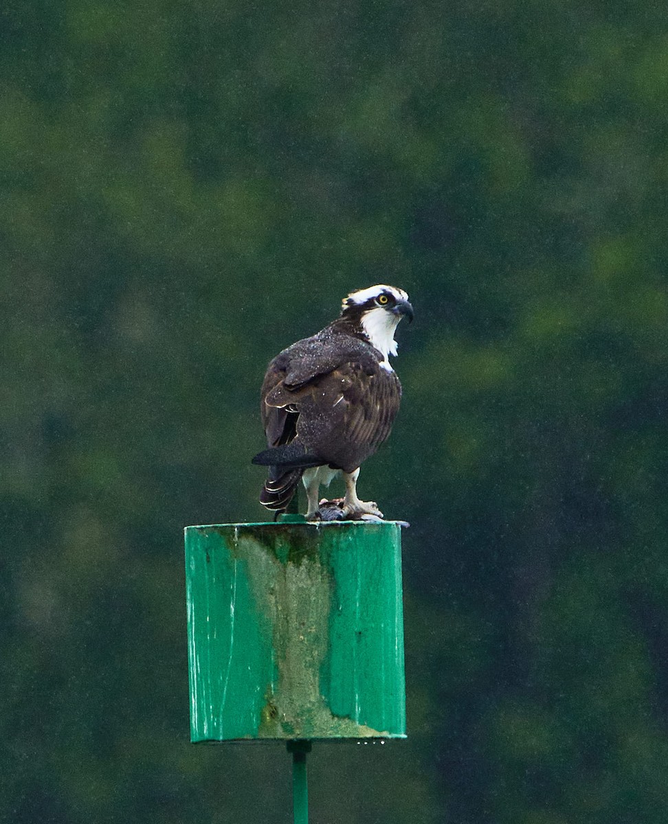 Osprey - ML646197775