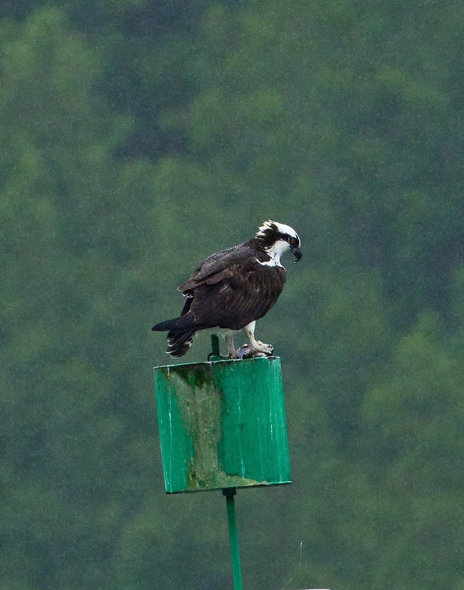 Osprey - ML646197776