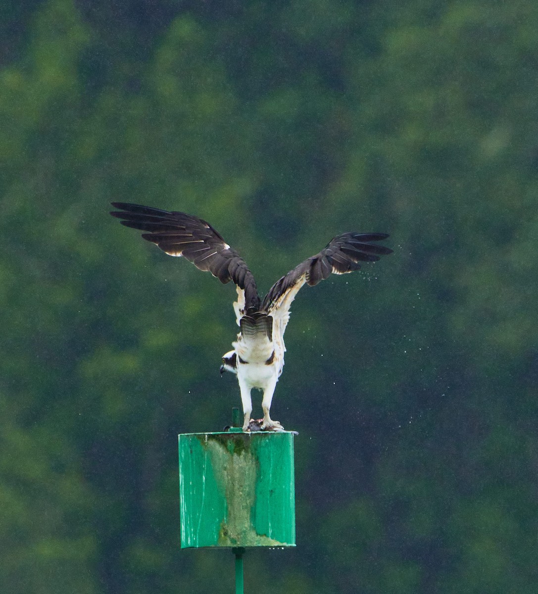 Osprey - ML646197777