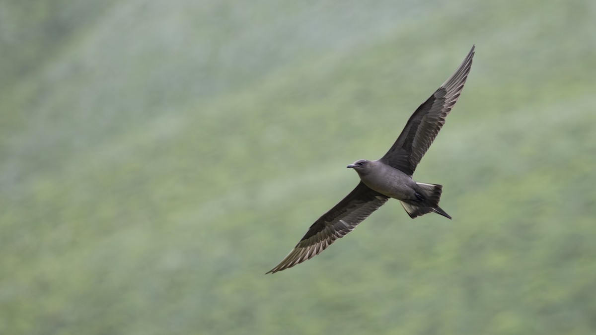 Parasitic Jaeger - ML646197779
