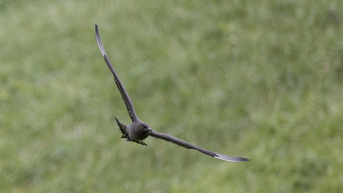 Parasitic Jaeger - ML646197781