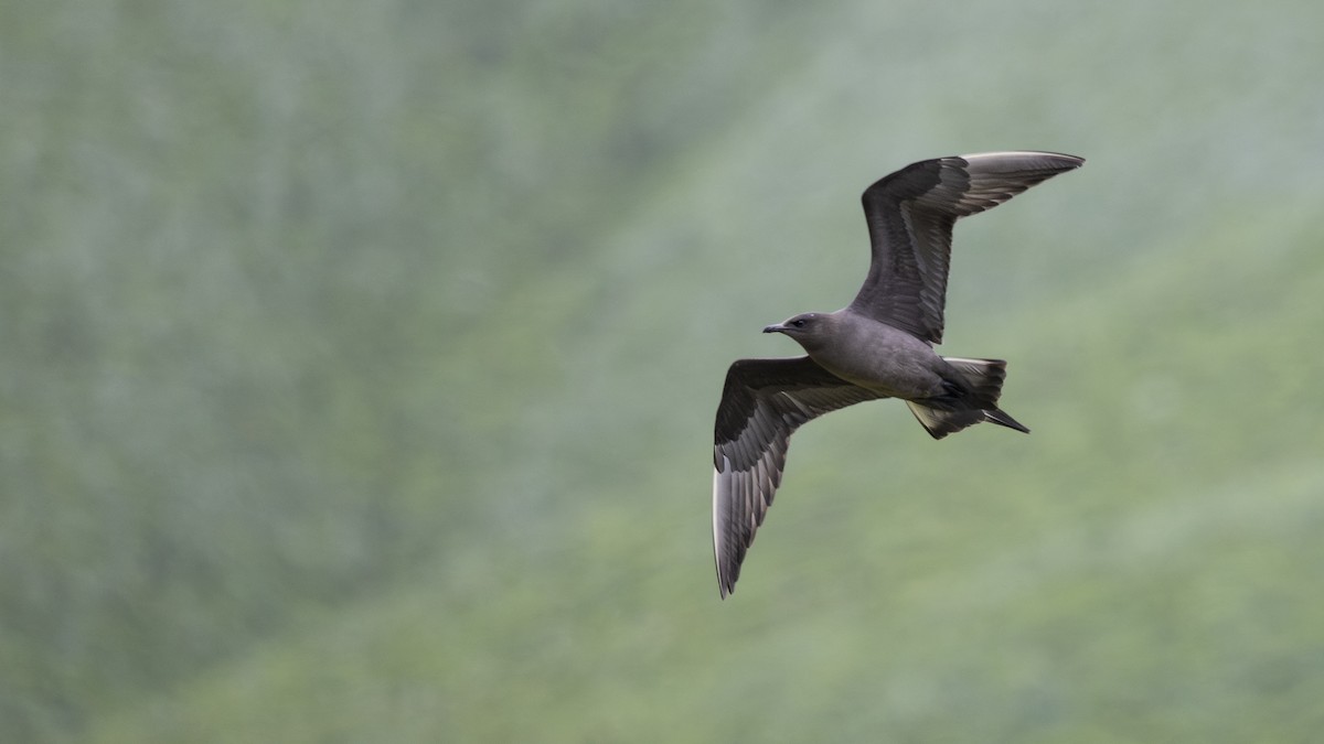Parasitic Jaeger - ML646197783