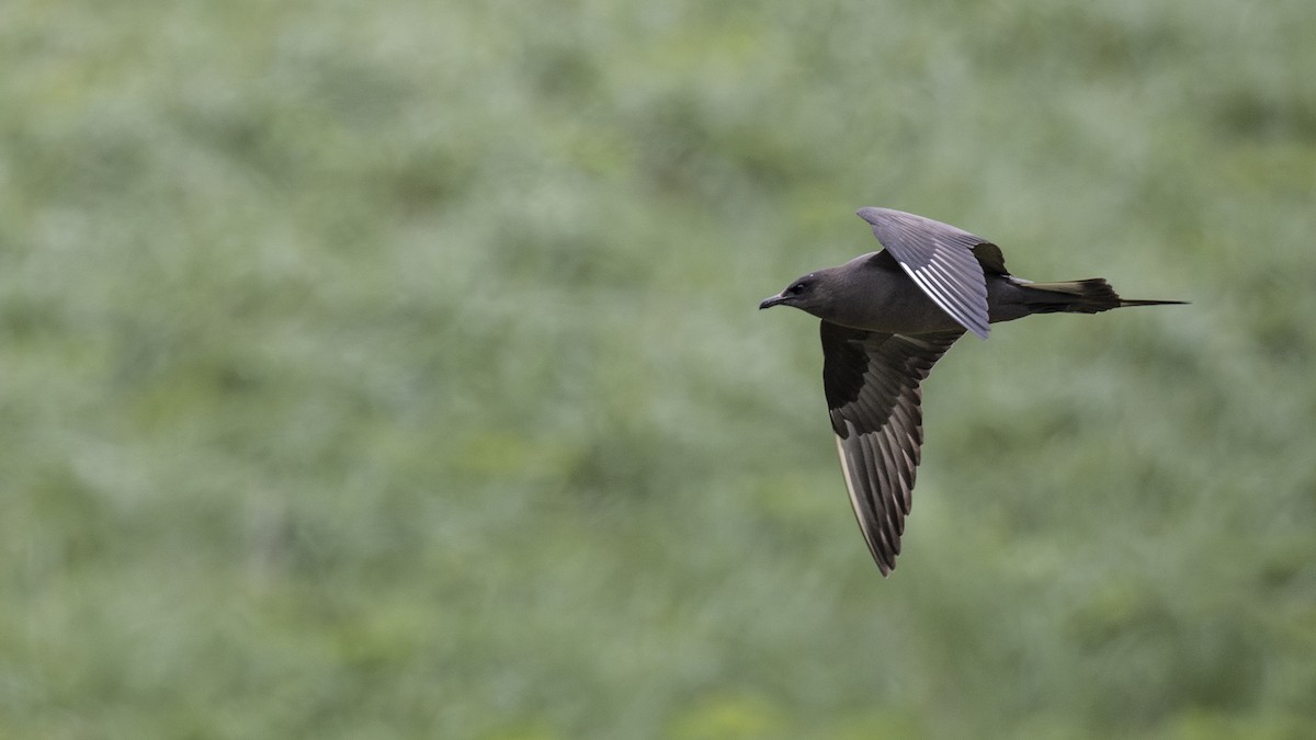 Parasitic Jaeger - ML646197787