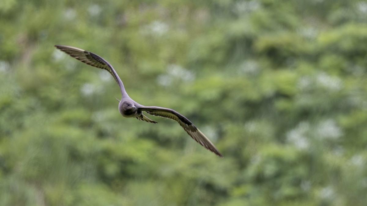 Parasitic Jaeger - ML646197789