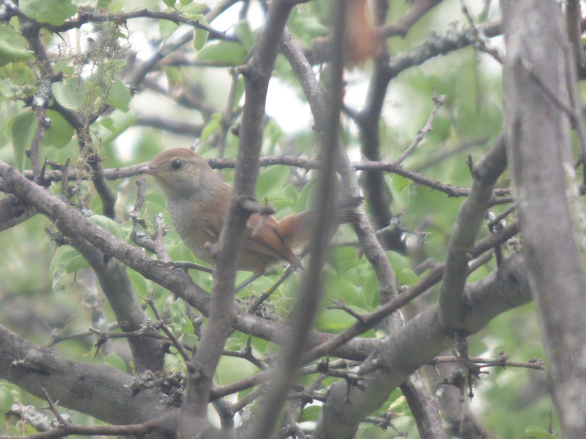 コバシカマドドリ - ML646197800