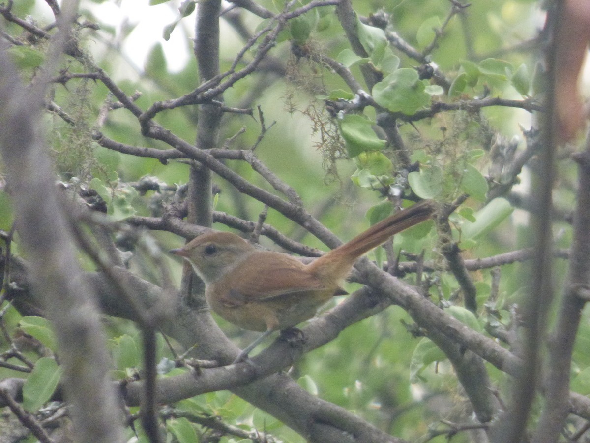 コバシカマドドリ - ML646197801