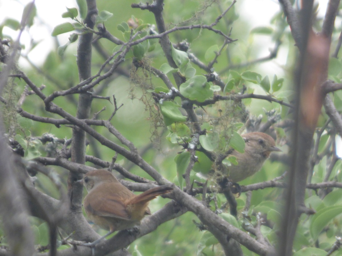コバシカマドドリ - ML646197802