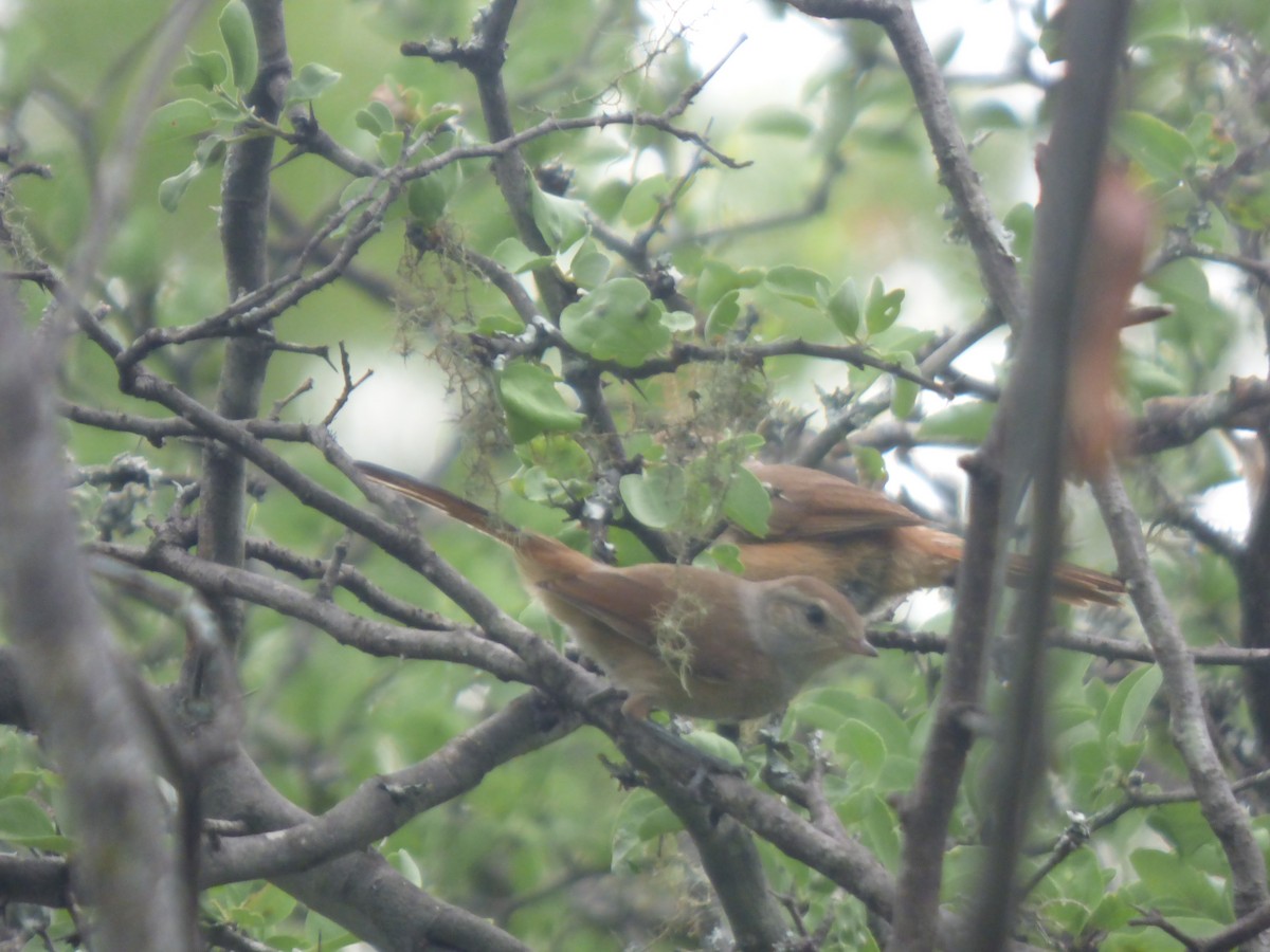 Short-billed Canastero - ML646197803