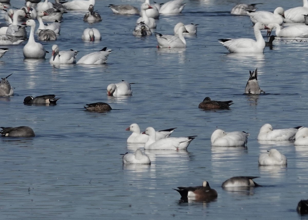 Ross's Goose - ML646197804