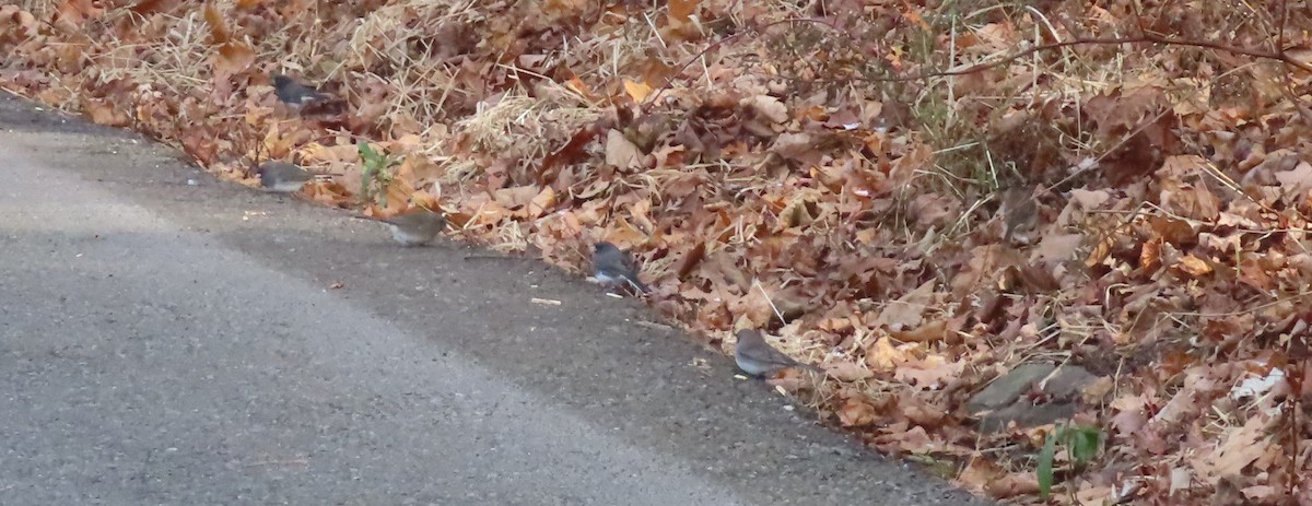 Dark-eyed Junco - ML646197808