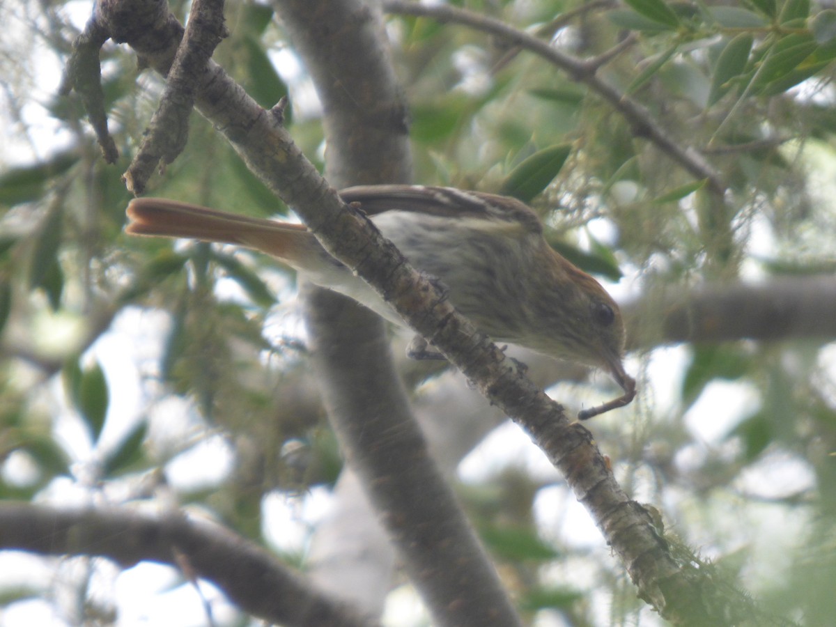 Cinereous Tyrant - ML646197823