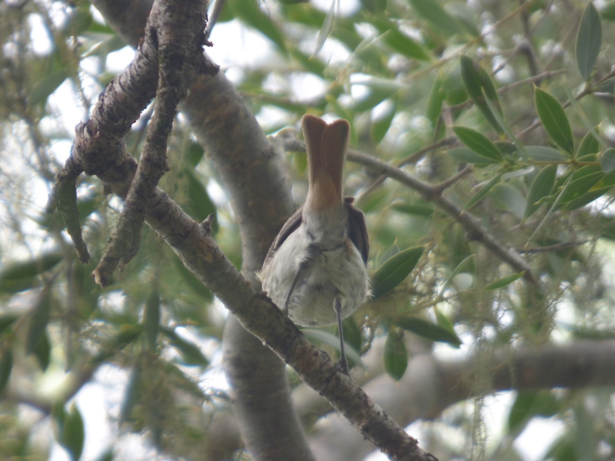 Cinereous Tyrant - ML646197824