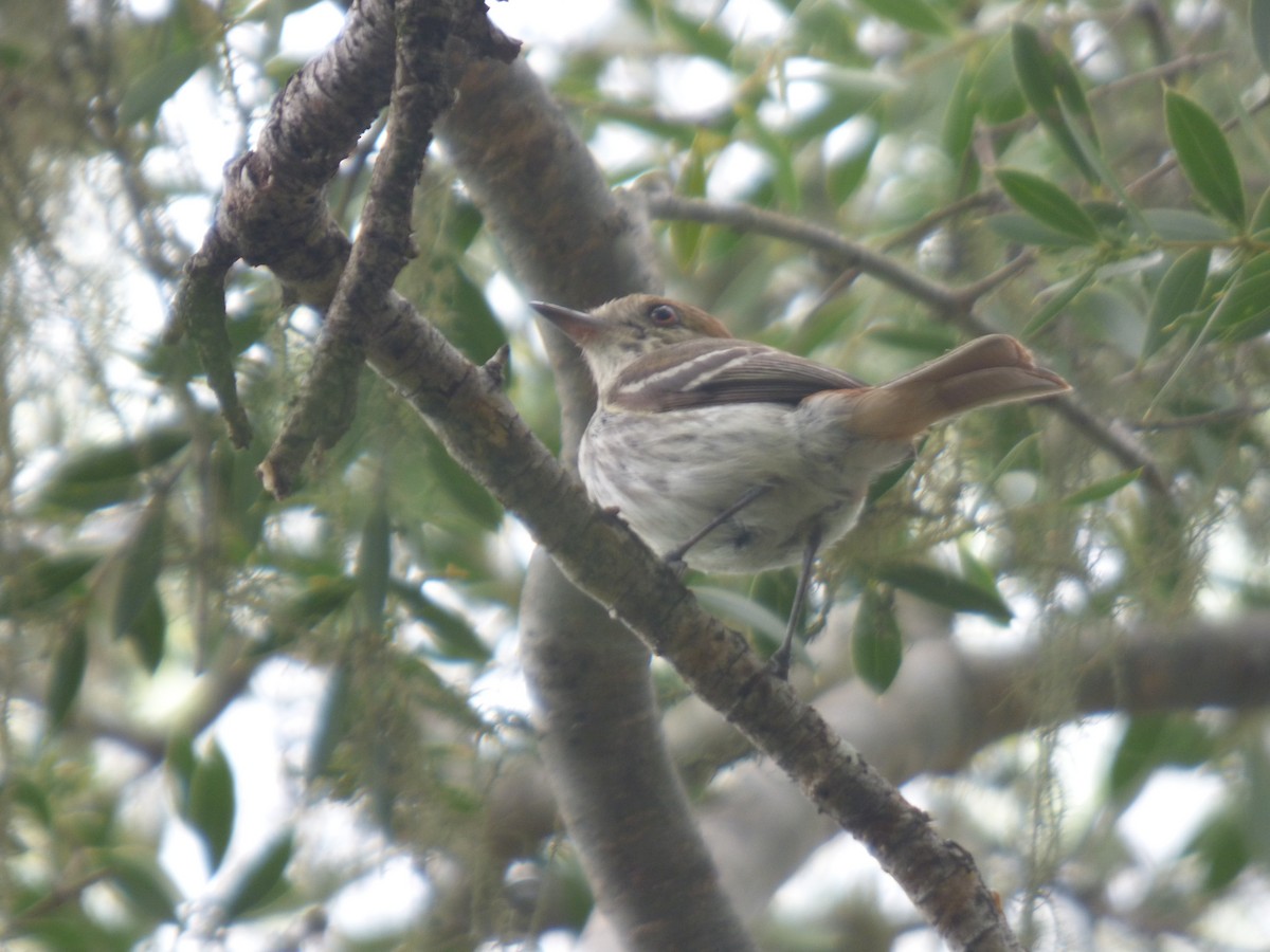 Cinereous Tyrant - ML646197825