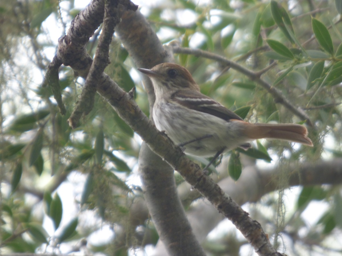 Cinereous Tyrant - ML646197826