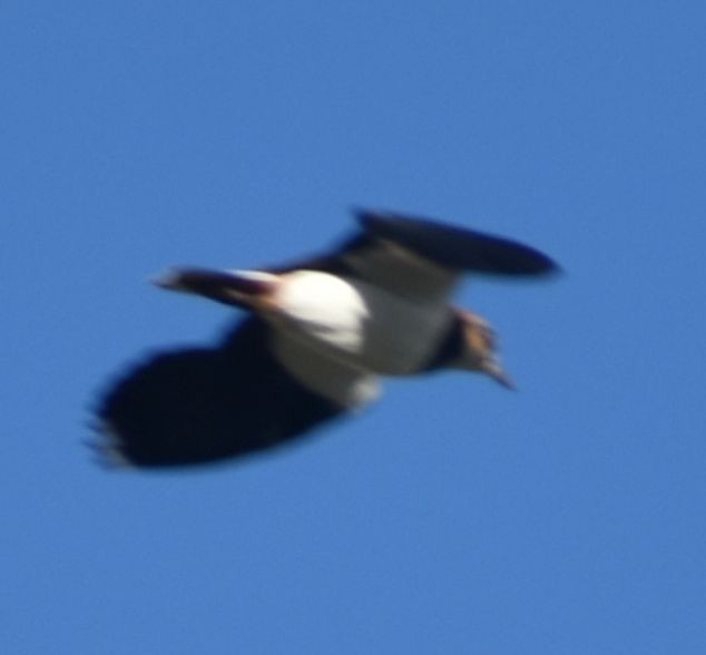 タゲリ - ML646197829