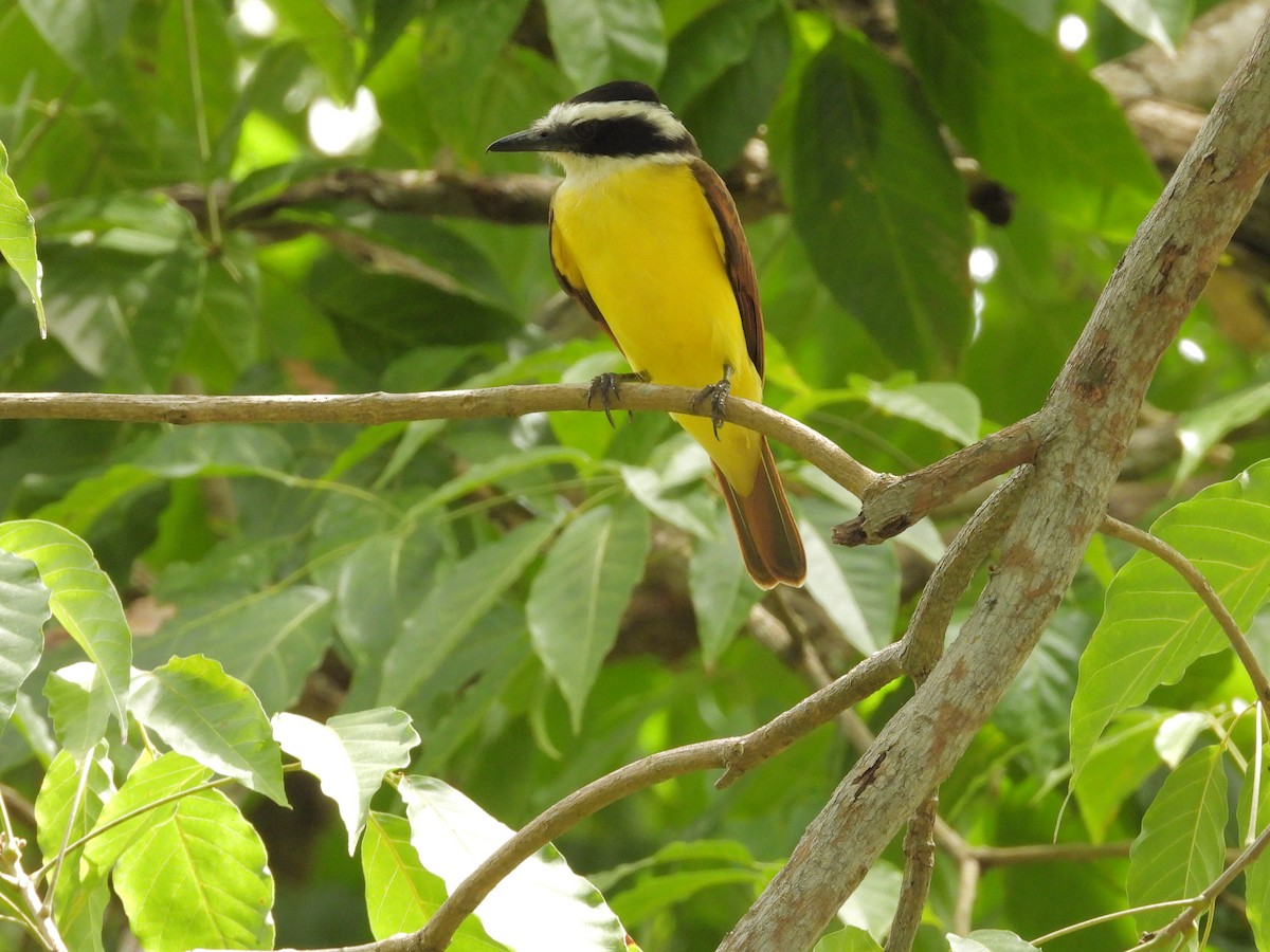 キバラオオタイランチョウ - ML646197835