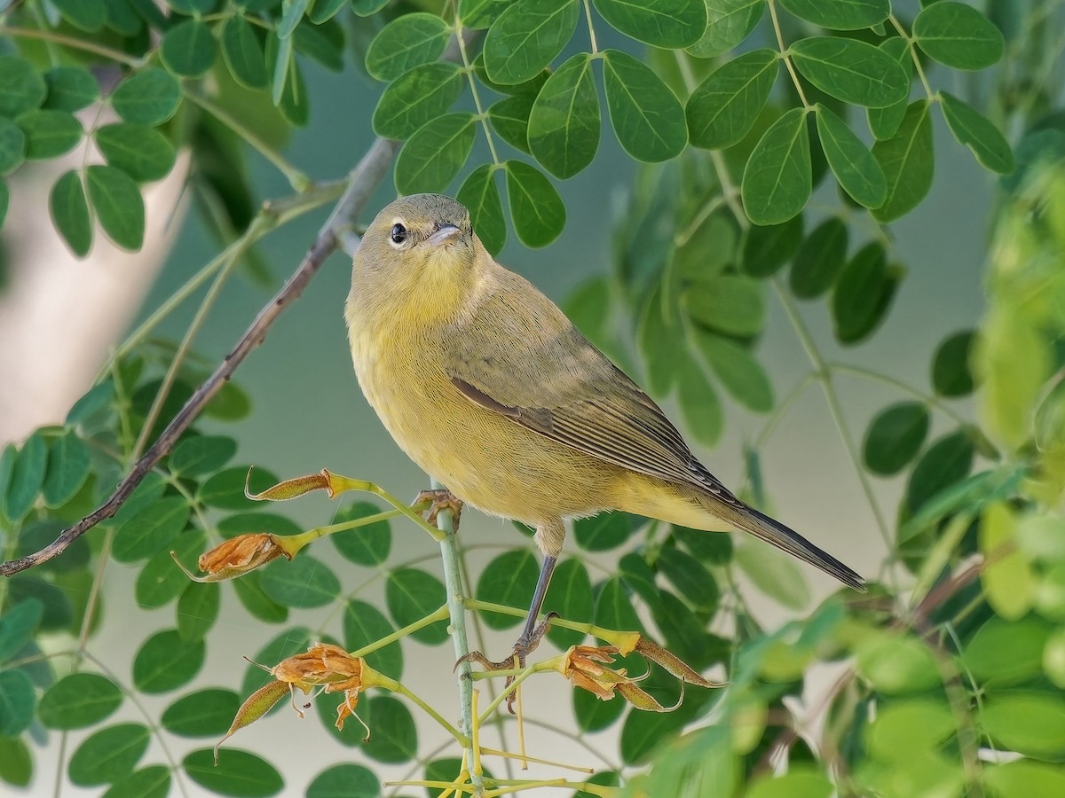 サメズアカアメリカムシクイ - ML646197836