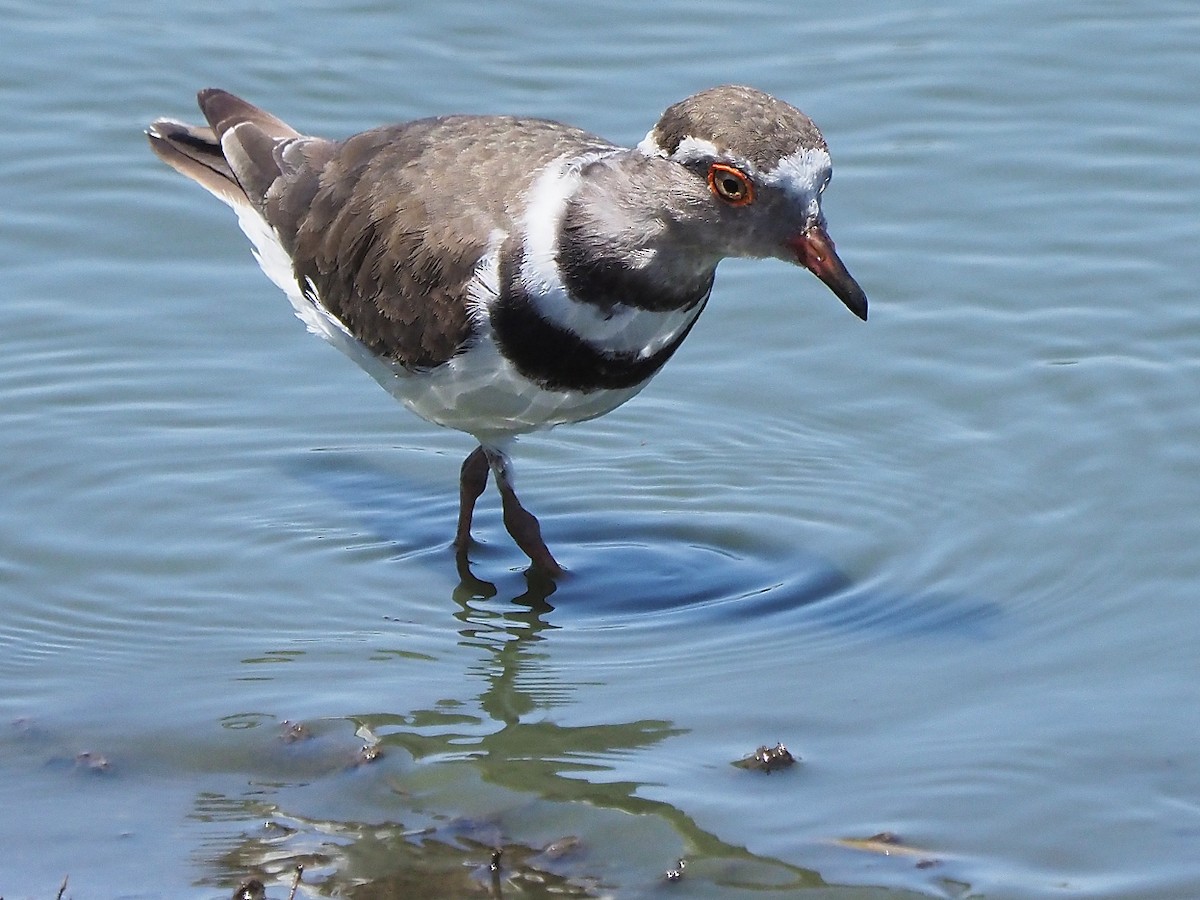 ミスジチドリ - ML646197838