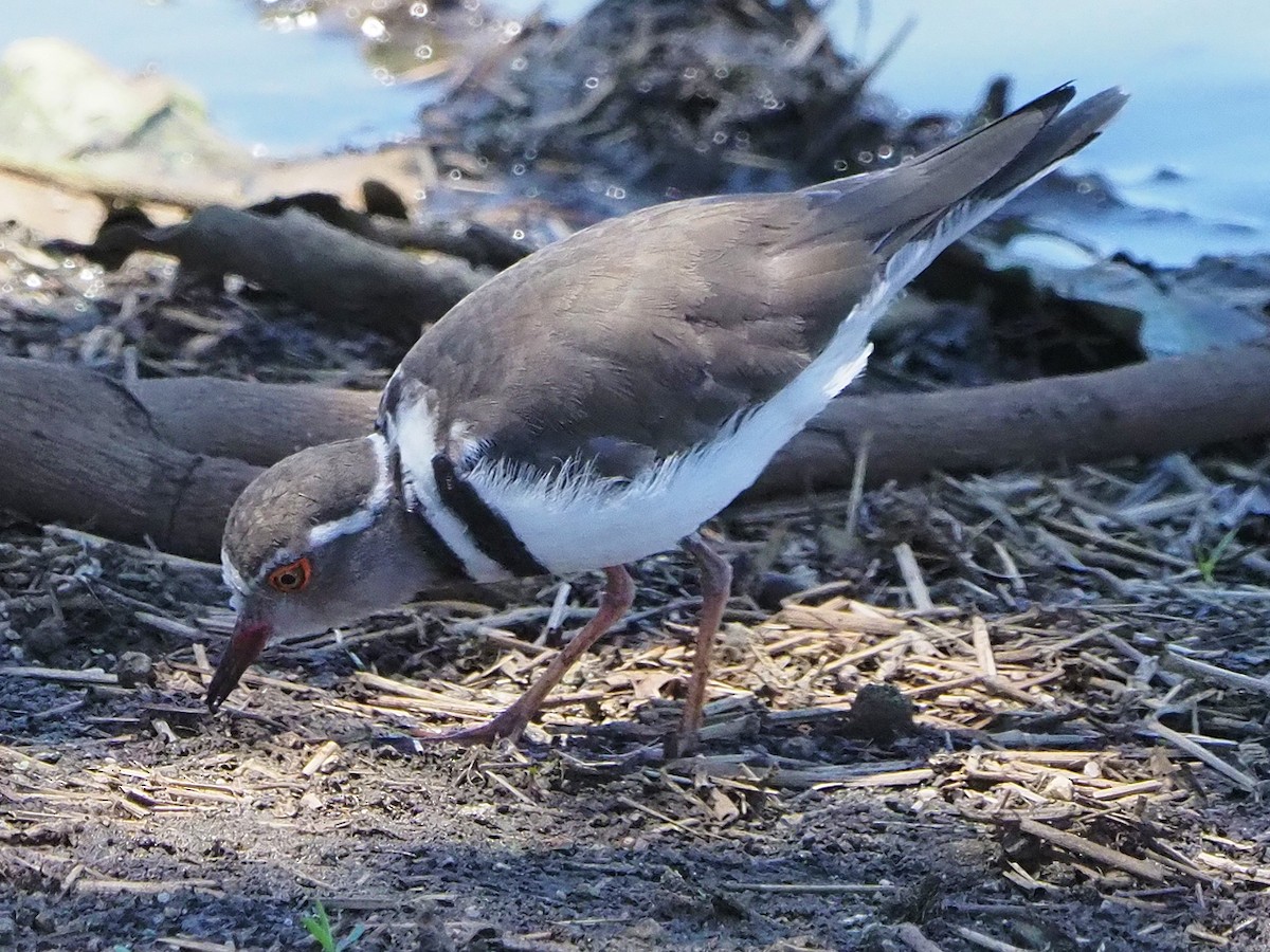ミスジチドリ - ML646197839