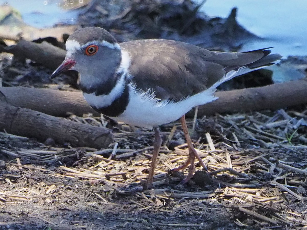 ミスジチドリ - ML646197840