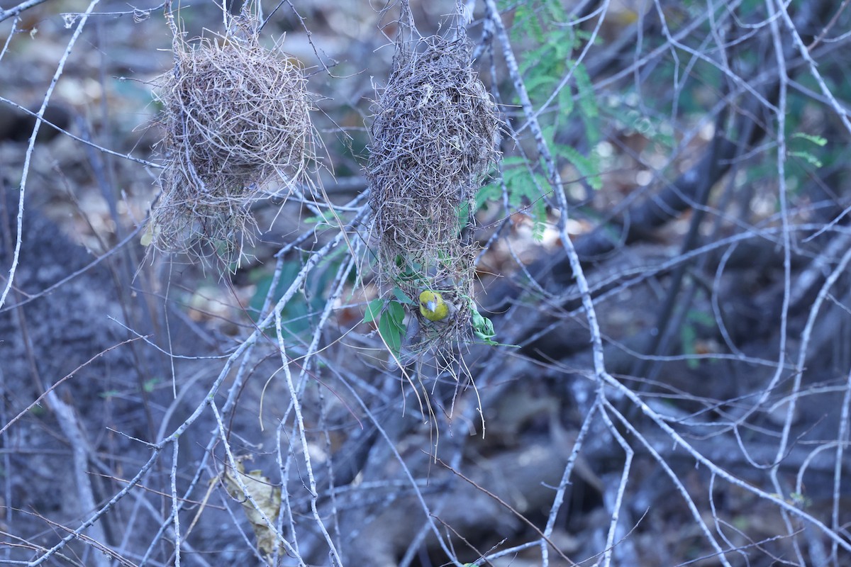 ニシマダガスカルハタオリ - ML646197843