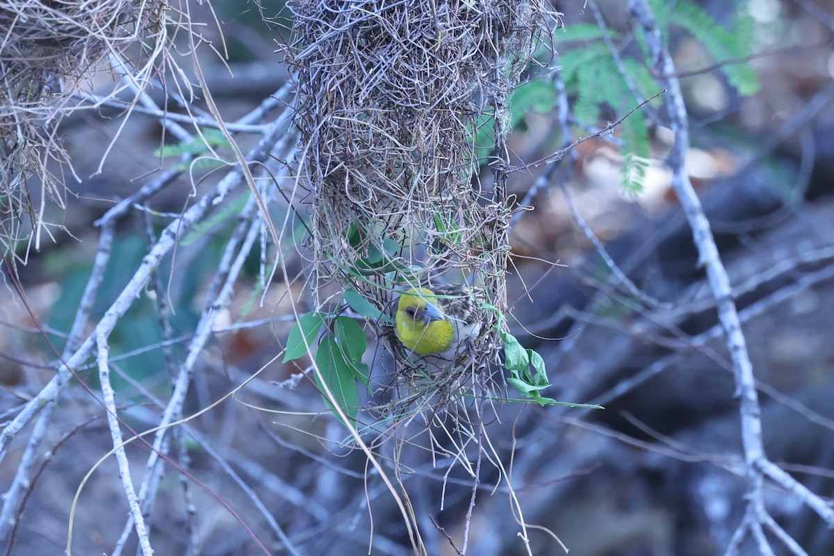 ニシマダガスカルハタオリ - ML646197844