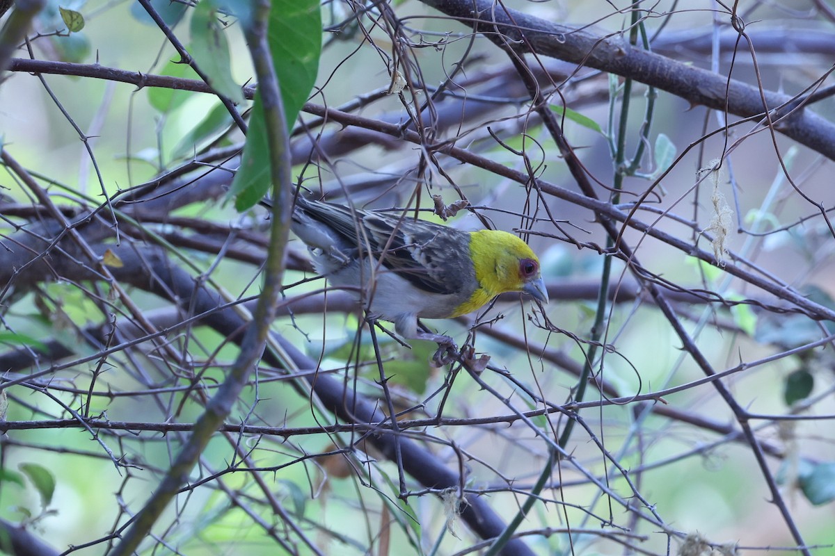 ニシマダガスカルハタオリ - ML646197845