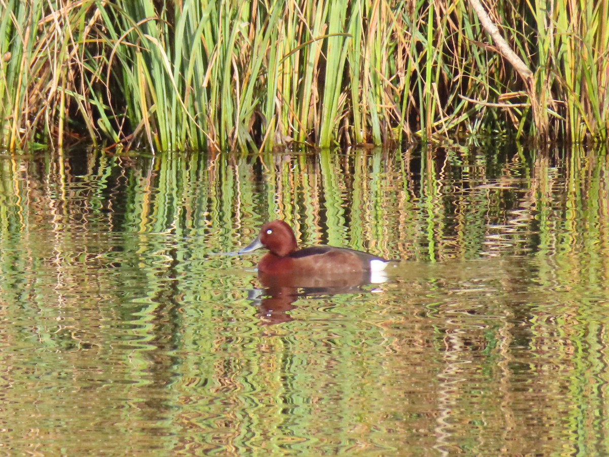 メジロガモ - ML646197846