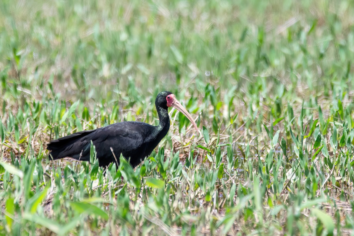 サカツラトキ - ML646197847