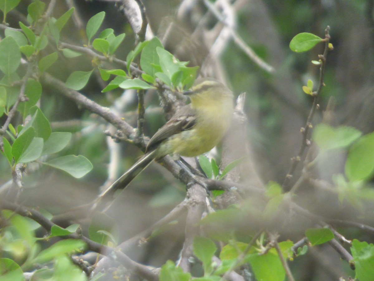 Greater Wagtail-Tyrant - ML646197853