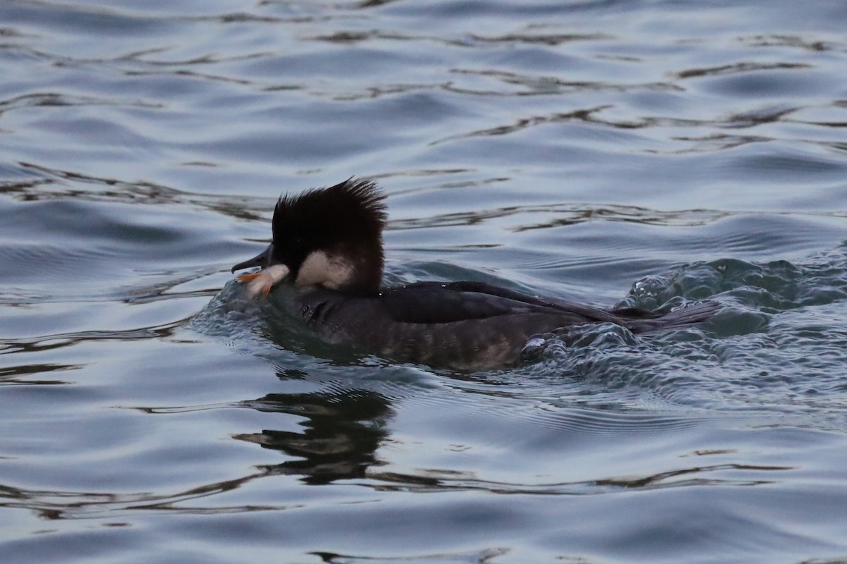 ミコアイサ - ML646197854