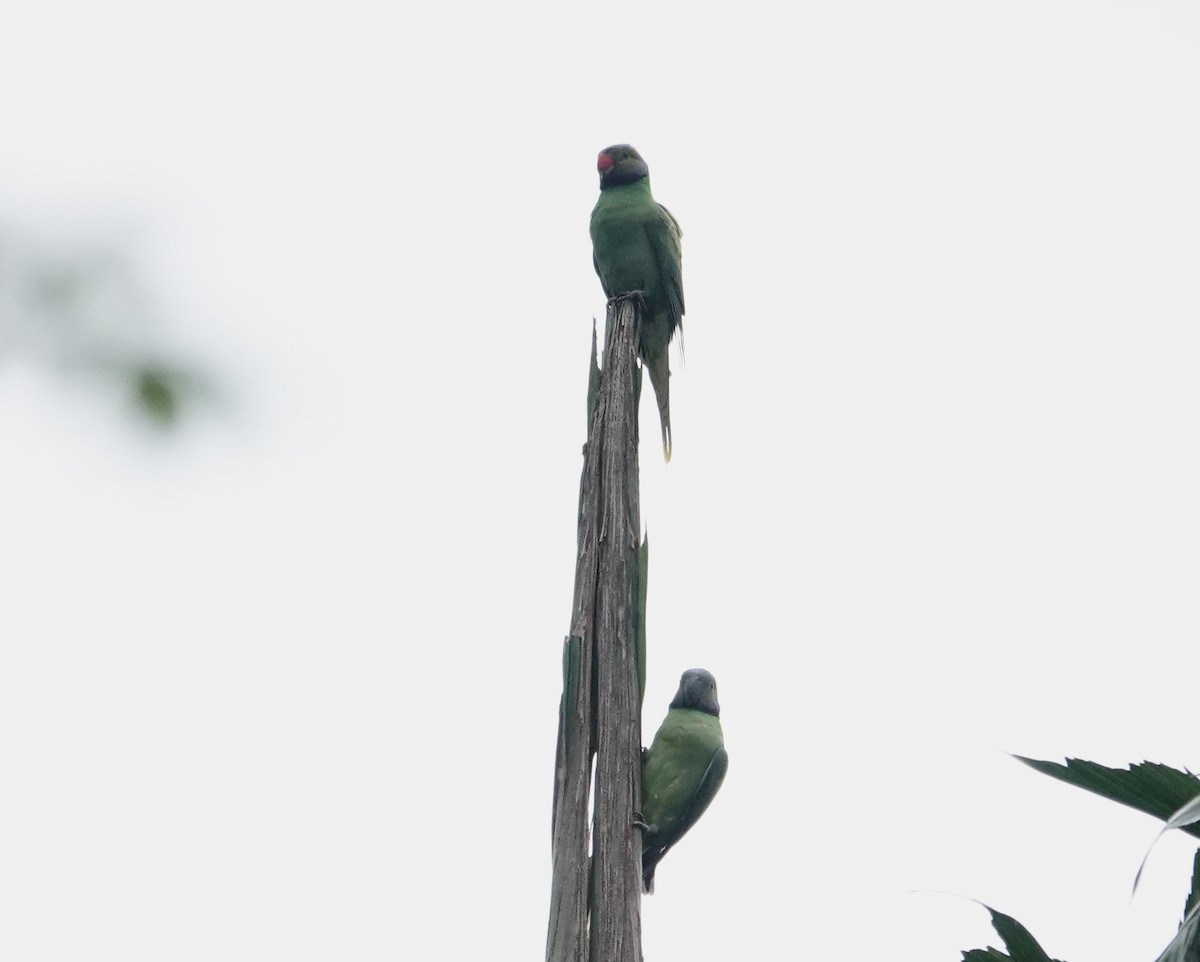 alexandr smaragdový - ML646197857