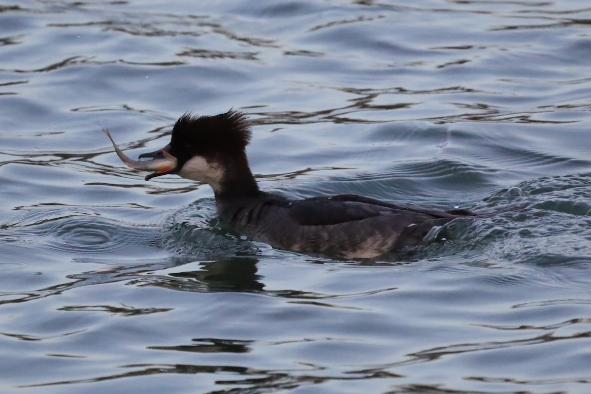 ミコアイサ - ML646197859