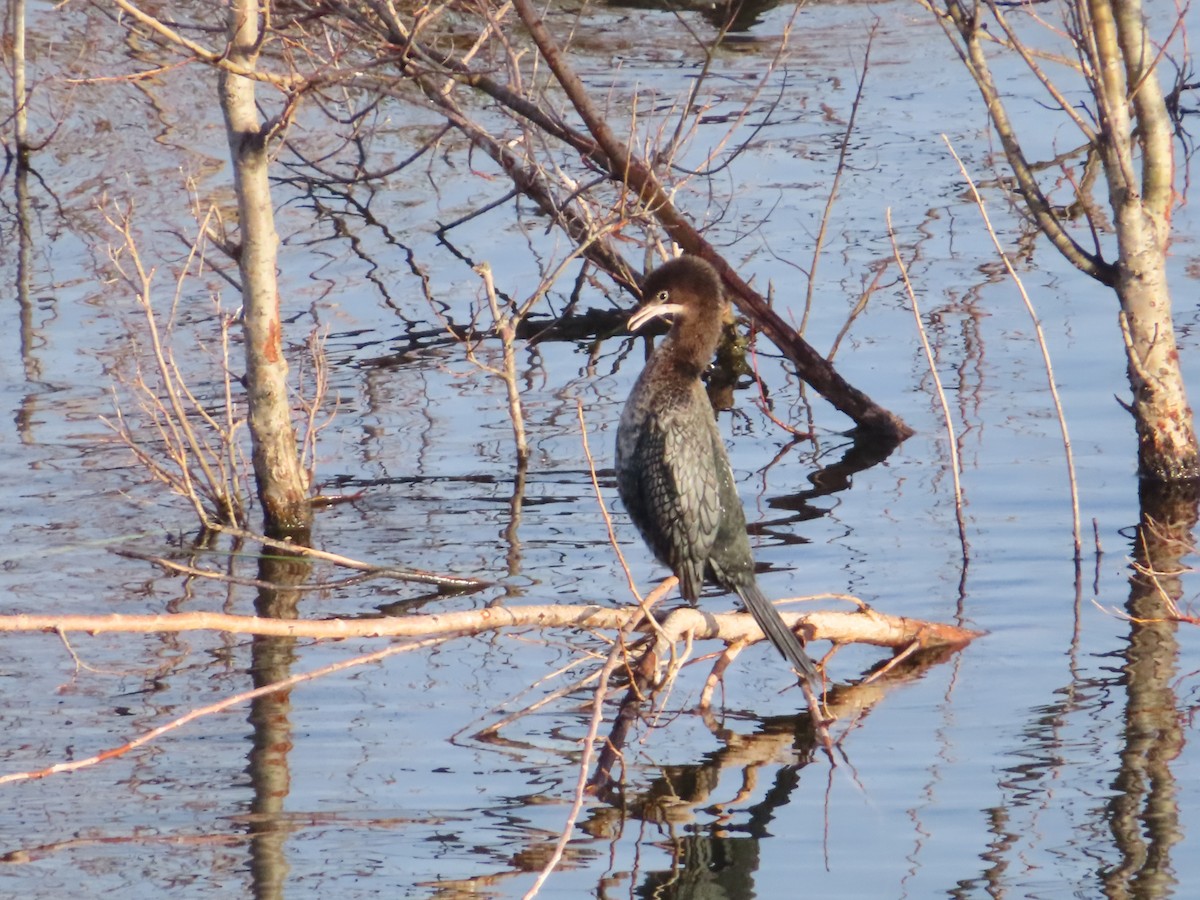 コビトウ - ML646197862