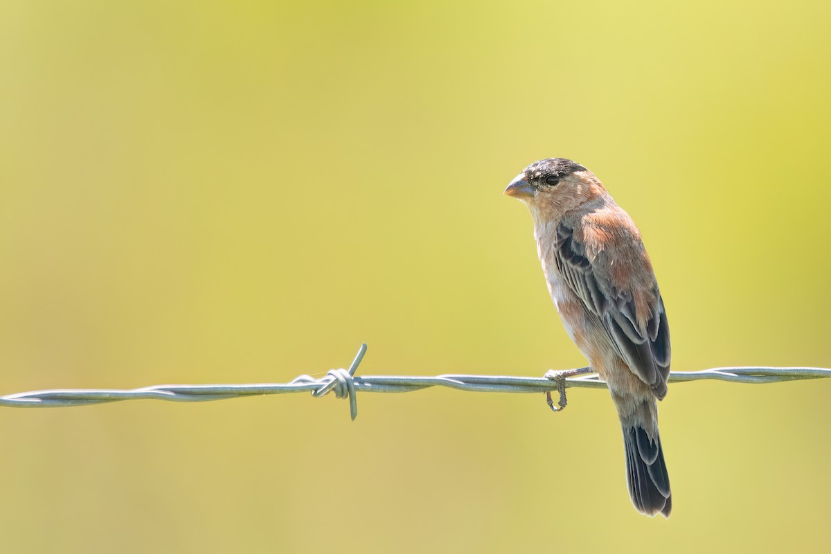 クロボウシヒメウソ - ML646197868