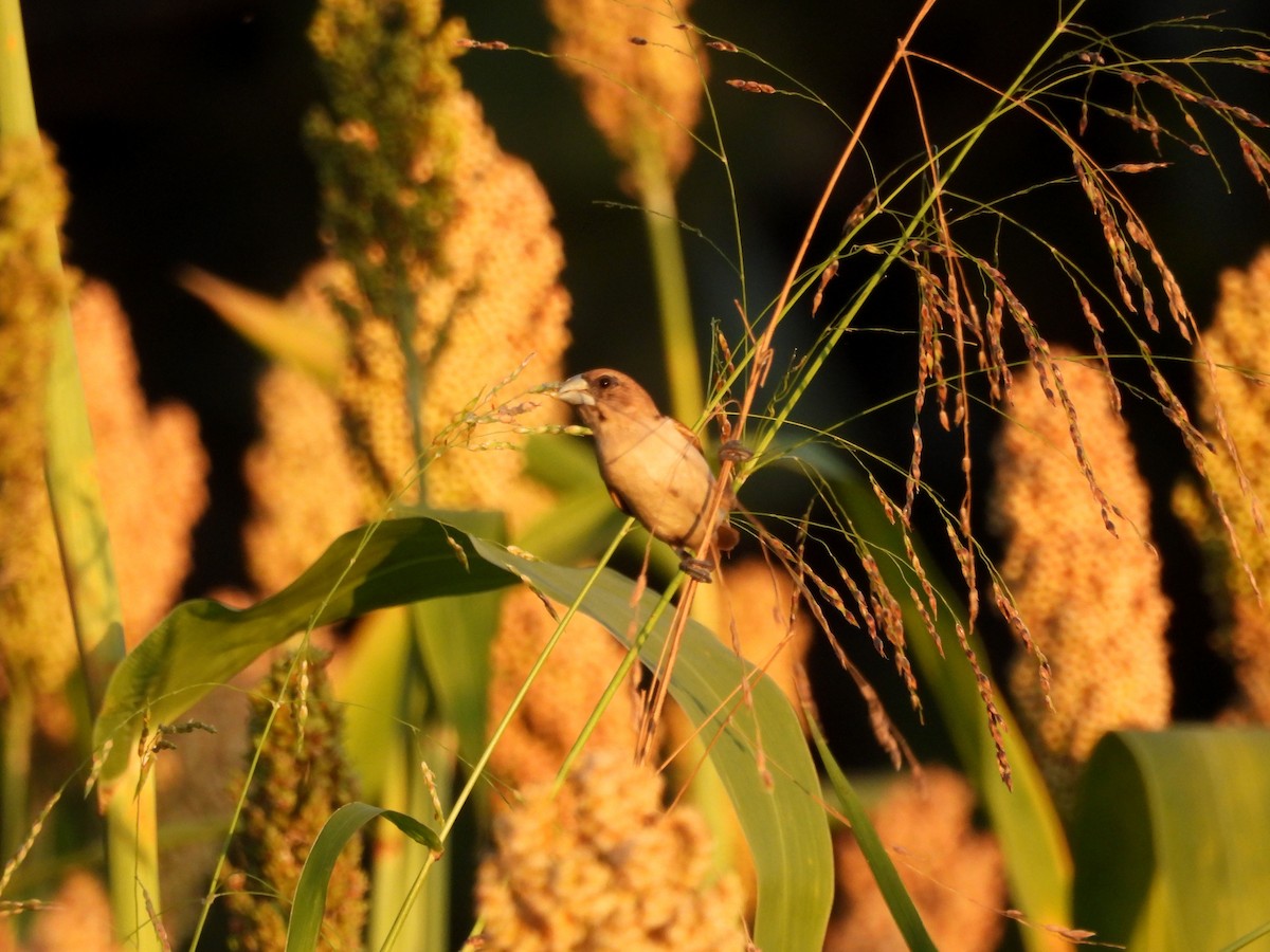 ギンパラ - ML646197879
