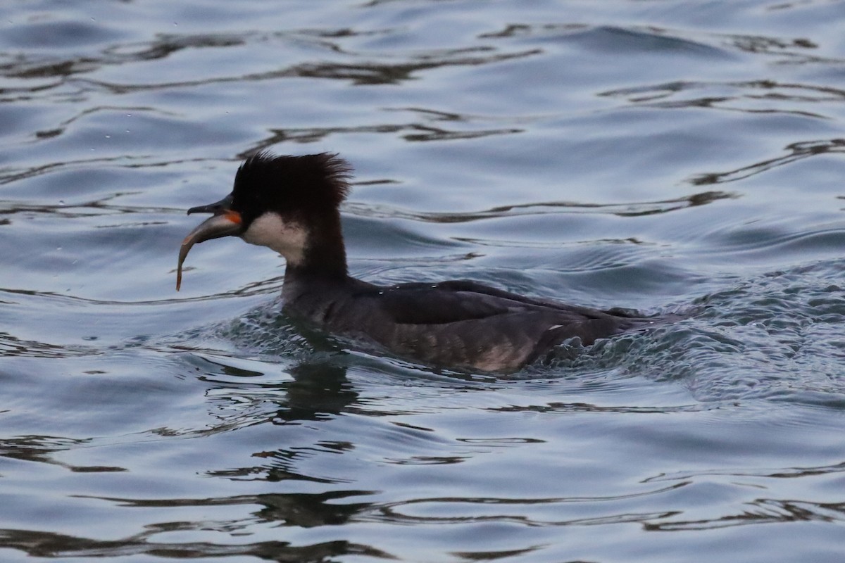 ミコアイサ - ML646197883