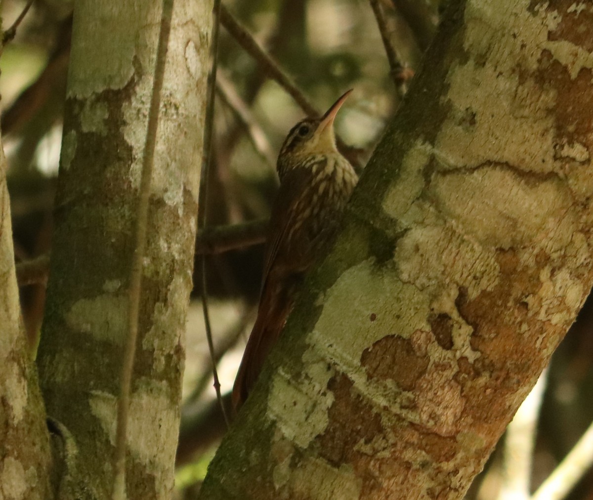 ヒメウロコオニキバシリ - ML646197885