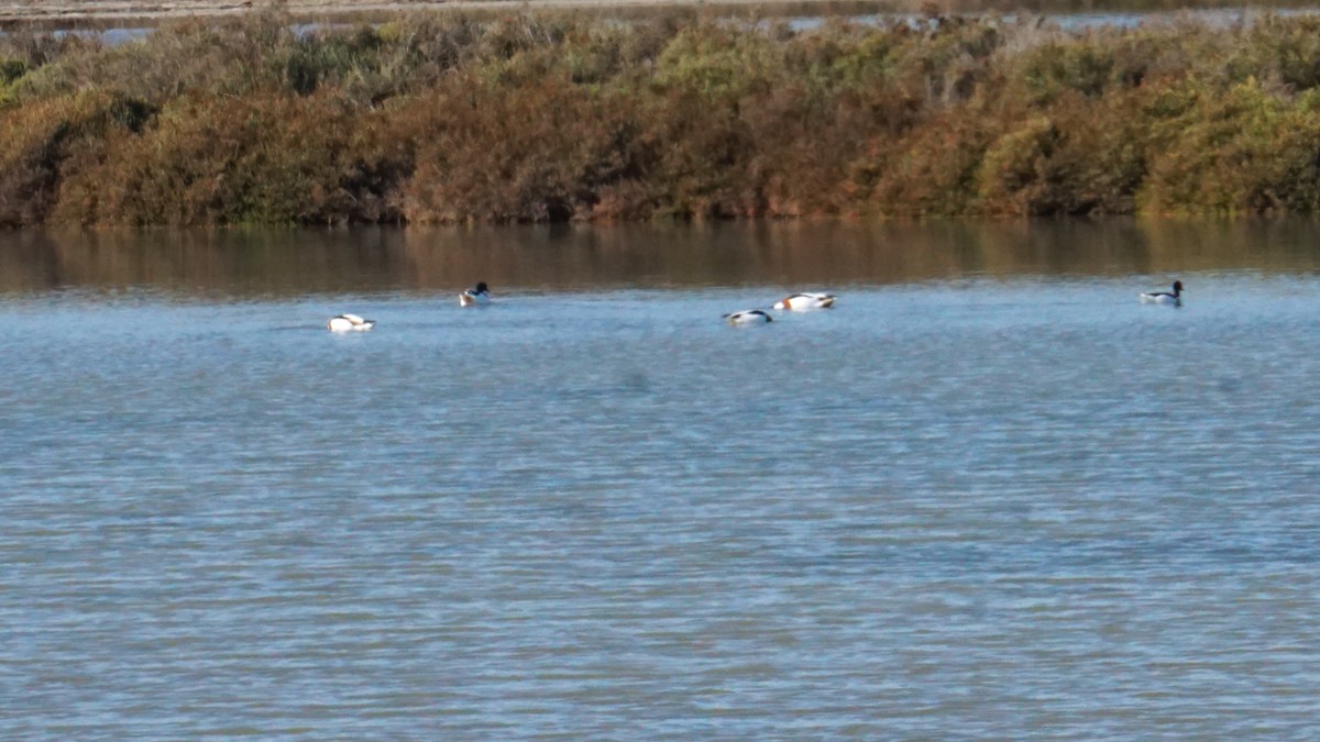 ツクシガモ - ML646197887