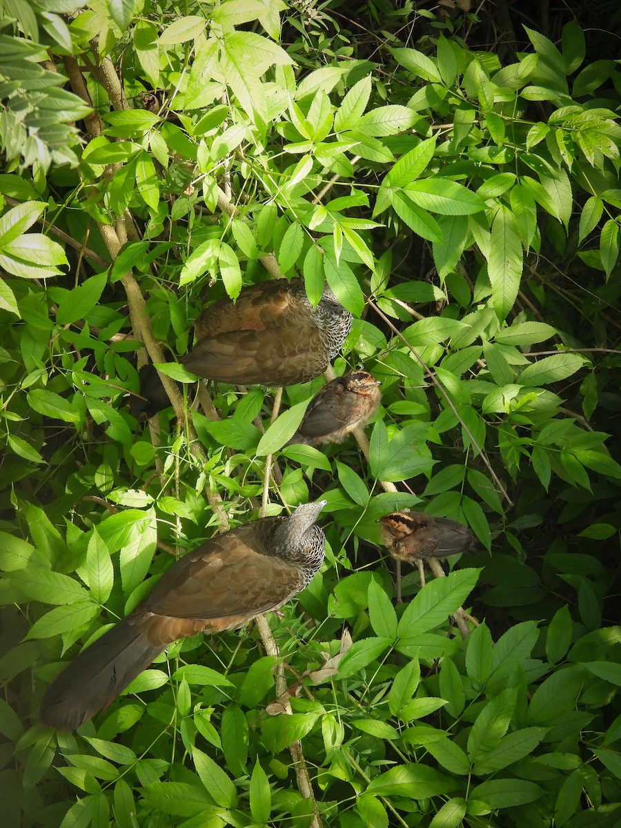 コロンビアヒメシャクケイ - ML646197890